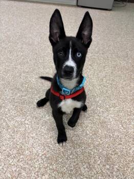 Rescue Husky and Mixed Breed Dogs for Adoption - Dose | PetCurious