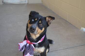 Rottweiler Dogs Available for Adoption - Smoochie Pooch | PetCurious