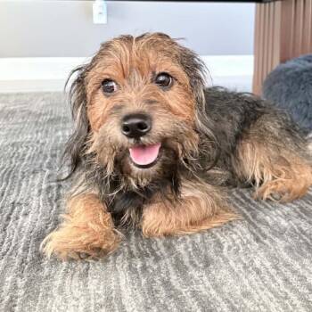 Little Man -  Yorkshire Terrier and Cockapoo Dog for Adoption in Overland Park, Kansas - Little Man | PetCurious