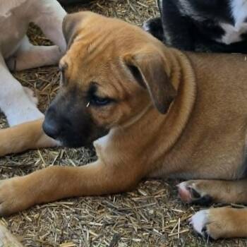 Joan Jett -  German Shepherd Dog and Mixed Breed Dog for Adoption in Olathe, Kansas - Joan Jett | PetCurious