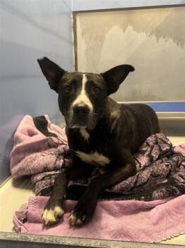 61724878 -  Mixed Breed Dog for Adoption in El Paso, Texas - 61724878 | PetCurious