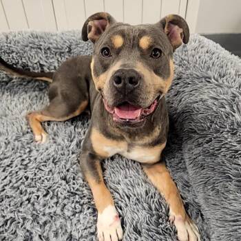 LVH-Stray-14545 -  Mixed Breed Dog for Adoption in Allentown, Pennsylvania - LVH-Stray-14545 | PetCurious