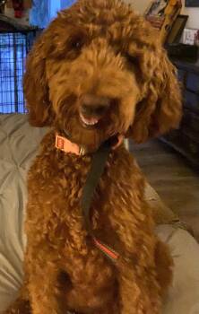 Bella -  Standard Poodle Dog for Adoption in Moreno Valley, California - Bella | PetCurious