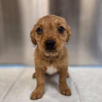 Mopple -  Mixed Breed Dog for Adoption in Sarasota, Florida - Mopple | PetCurious