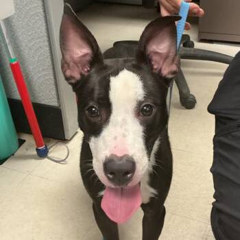 Veda -  Mixed Breed Dog for Adoption in Saint Joseph, Missouri - Veda | PetCurious