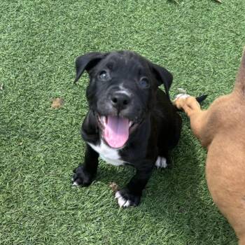Iggy 9331 -  Weimaraner and Mixed Breed Dog for Adoption in Loxahatchee Groves, Florida - Iggy 9331 | PetCurious