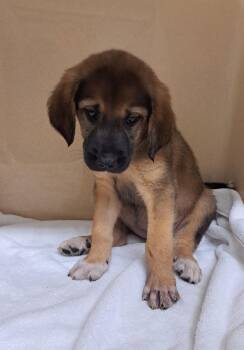 Angela -  Shepherd Dog for Adoption in Cedarburg, Wisconsin - Angela | PetCurious