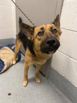 VELMA -  German Shepherd Dog Dog for Adoption in Indianapolis, Indiana - VELMA | PetCurious