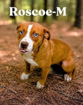 Roscoe -  Mixed Breed Dog Available for Adoption in Albertville, Alabama - Roscoe | PetCurious