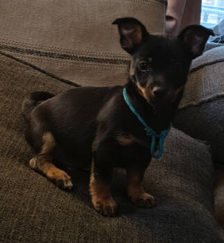 Rescue Chihuahua Dogs for Adoption in Plymouth, Michigan - Onyx | PetCurious