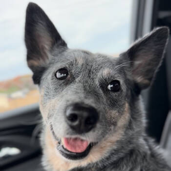 Rescue Australian Cattle Dog Blue Heeler Dogs for Adoption in Brainerd, Minnesota - Cloud | PetCurious