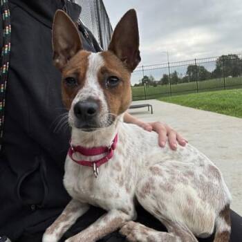 Chipmunk -  Mixed Breed Dog for Adoption in Wheaton, Illinois - Chipmunk | PetCurious