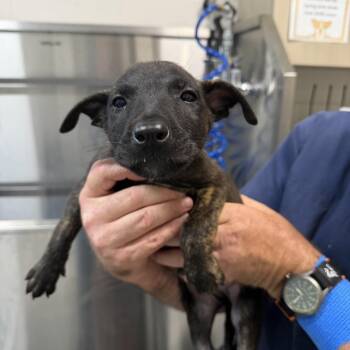 Belgian Shepherd Malinois and Pit Bull Terrier Dogs Available for Adoption in Englewood, Florida - Potato | PetCurious