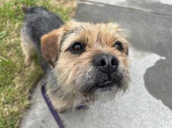 Border Terrier and Shih Tzu Dogs Available for Adoption in Mckinleyville, California - EDDIE | PetCurious