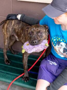 Ozzie -  Mixed Breed Dog for Adoption in Chamblee, Georgia - Ozzie | PetCurious