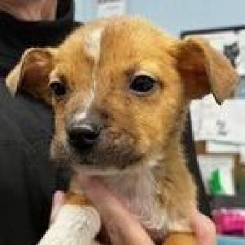 Terrier Dogs Available for Adoption - NY King Avail Feb 14 (Tractor Supply Patterson) | PetCurious