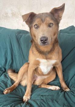 Caramello -  Cattle Dog Dog for Adoption in Chinle, Arizona - Caramello | PetCurious