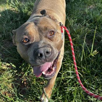 Mixed Breed Dogs Available for Adoption in Asheville, North Carolina - Canelo | PetCurious