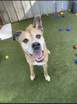 Roux (164356) (In a Foster Home) -  Boxer Dog for Adoption in Baton Rouge, Louisiana - Roux (164356) (In A Foster Home) | PetCurious