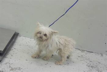 West Highland White Terrier Westie and Mixed Breed Dogs Available for Adoption - CHIQUITO | PetCurious