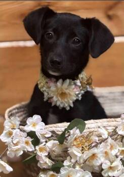 Black Labrador Retriever Dogs Available for Adoption in Brookfield, Wisconsin - Tippy | PetCurious