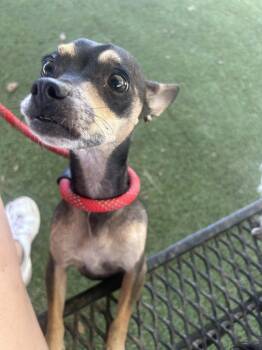 Minnie -  Miniature Pinscher and Chihuahua Dog for Adoption - Minnie | PetCurious