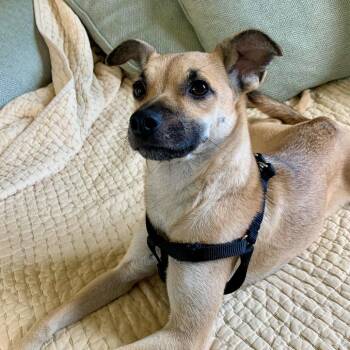 Glory -  Chihuahua and Mixed Breed Dog for Adoption in San Francisco, California - Glory | PetCurious