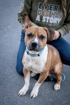 Otto -  Boxer and Pit Bull Terrier Dog for Adoption in Frankfort, New York - Otto | PetCurious