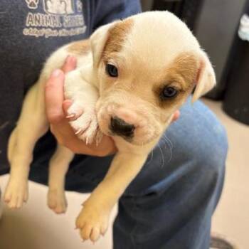 Snack Pack -  American Bulldog and Mixed Breed Dog for Adoption in New Fairfield, Connecticut - Snack Pack | PetCurious