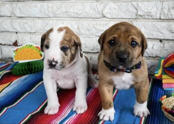 Taco -  Great Dane and Mixed Breed Dog Available for Adoption in Warr Acres, Oklahoma - Taco | PetCurious