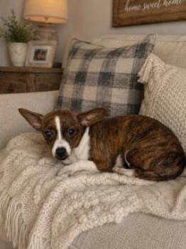 Athena -  Chihuahua Dog for Adoption in Tifton, Georgia - Athena | PetCurious