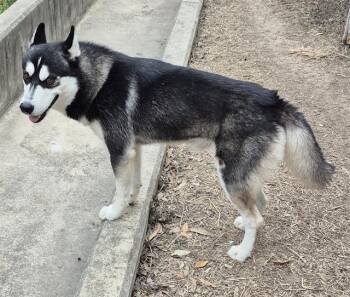 Siberian Husky Dogs Available for Adoption - CHURCHILL | PetCurious