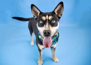LUNA LOVEGOOD -  Siberian Husky and Pit Bull Terrier Dog for Adoption in Colorado Springs, Colorado - LUNA LOVEGOOD | PetCurious