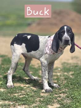 Bluetick Coonhound and Treeing Walker Coonhound Dogs Available for Adoption in Walthill, Nebraska - Buck | PetCurious