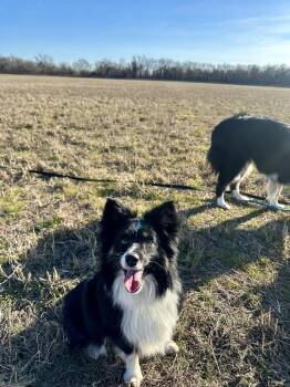 Salt -  Australian Shepherd Dog for Adoption in Tulsa, Oklahoma - Salt | PetCurious