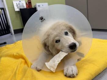 BRUNO -  Great Pyrenees and Mixed Breed Dog for Adoption in Colorado Springs, Colorado - BRUNO | PetCurious