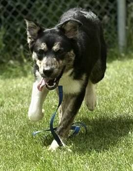 Ivory -  German Shepherd Dog and Mixed Breed Dog for Adoption in Jackson, Michigan - Ivory | PetCurious
