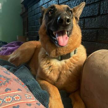 German Shepherd Dog Dogs Available for Adoption - Yara | PetCurious