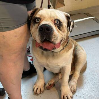 Rescue Mixed Breed Dogs for Adoption in Huntington, West Virginia - Colossus | PetCurious