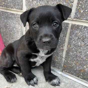Pit Bull Terrier Dogs Available for Adoption in Chattanooga, Tennessee - Lucius | PetCurious