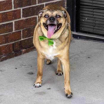 Spooky -  Pug and Mixed Breed Dog for Adoption in Wichita, Kansas - Spooky | PetCurious