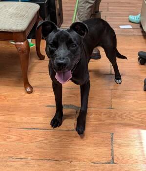 Shadow -  Pit Bull Terrier and Black Labrador Retriever Dog for Adoption in Petersburg, Virginia - Shadow | PetCurious