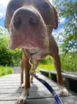 Pit Bull Terrier Dogs Available for Adoption in Fall River, Massachusetts - Rhea | PetCurious