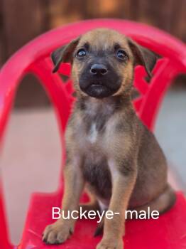 Buckeye -  Belgian Shepherd Malinois and Mixed Breed Dog for Adoption in Tracy, California - Buckeye | PetCurious