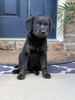 Mabel -  Golden Retriever and Labrador Retriever Dog for Adoption in Concord, North Carolina - Mabel | PetCurious