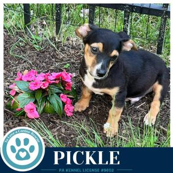 Pickle (Dilligent Doxies) 060626 -  Dachshund Dog for Adoption in Kimberton, Pennsylvania - Pickle (Dilligent Doxies) 060626 | PetCurious