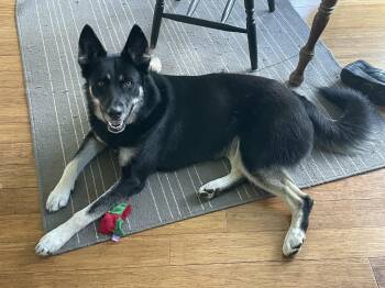 Rescue Shepherd and Husky Dogs for Adoption in Cleveland, Ohio - Shadow | PetCurious
