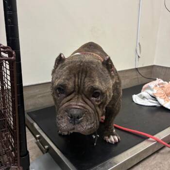 Pit Bull Terrier Dogs Available for Adoption in Pasadena, California - Maisy | PetCurious