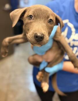Mug -  Shepherd and Mixed Breed Dog for Adoption in Bowling Green, Kentucky - Mug | PetCurious