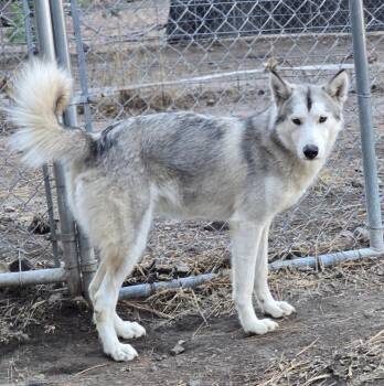 Rescue Husky and Alaskan Malamute Dogs for Adoption in Incline Village, Nevada - Alice | PetCurious